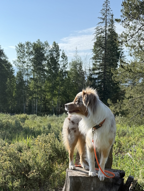 Rocky Mountain High